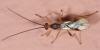 20185 – Photo : Arthropa - Benoit Martha – France (21)
