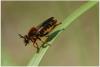 20133 – Photo : Mineha – France (06)