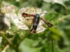 20228 – Photo : Patrick Straub – France (68)