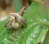 Pisaura mirabilis