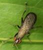 Coremacera marginata