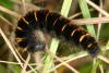 20741 – Photo : Liboupat – France (95)