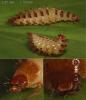 Drilus flavescens
