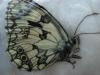 20088 – Photo : rili denis – France (95)