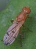 Opomyza florum