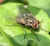 Polietes lardarius
