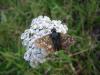 20490 – Photo : Denis Vandromme – France (36)