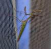 Empusa pennata