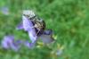 20503 – Photo : Mael Garrin – France (56)