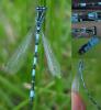 Coenagrion mercuriale
