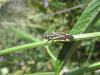 Hadrodemus m-flavum