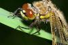 20093 – Photo : Daniel Pollen – Suisse