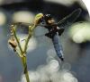 Libellula depressa