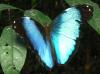 20557 – Photo : Alexandre Vinot – Guyane française