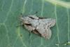Nycteola sp.