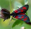 20903 – Photo : Pelouard – France (74)