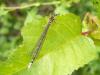 20981 – Photo : Christophe HEBERT – France (26)