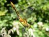 20671 – Photo : Christophe HEBERT – France (69)