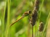 20763 – Photo : FATON Jean-Michel – France (26)