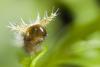 20280 – Photo : Thierry BOUTEILLIER – France (91)