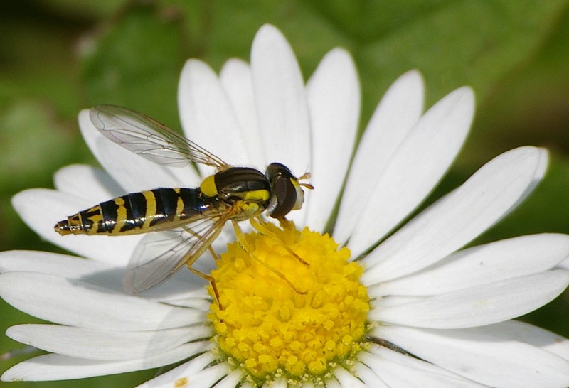 jean-claude bernard - Sphaerophoria sp. - réf. 20639 (800 x 546 pixels, 145 ko)