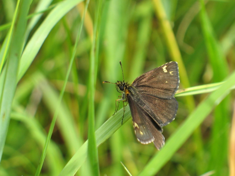S. Regnard - Heteropterus morpheus - réf. 20530 (800 x 600 pixels, 102 ko)