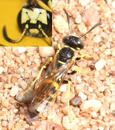 Pietro Niolu - Philanthus venustus - réf. 20647 (377 x 425 pixels, 135 ko)