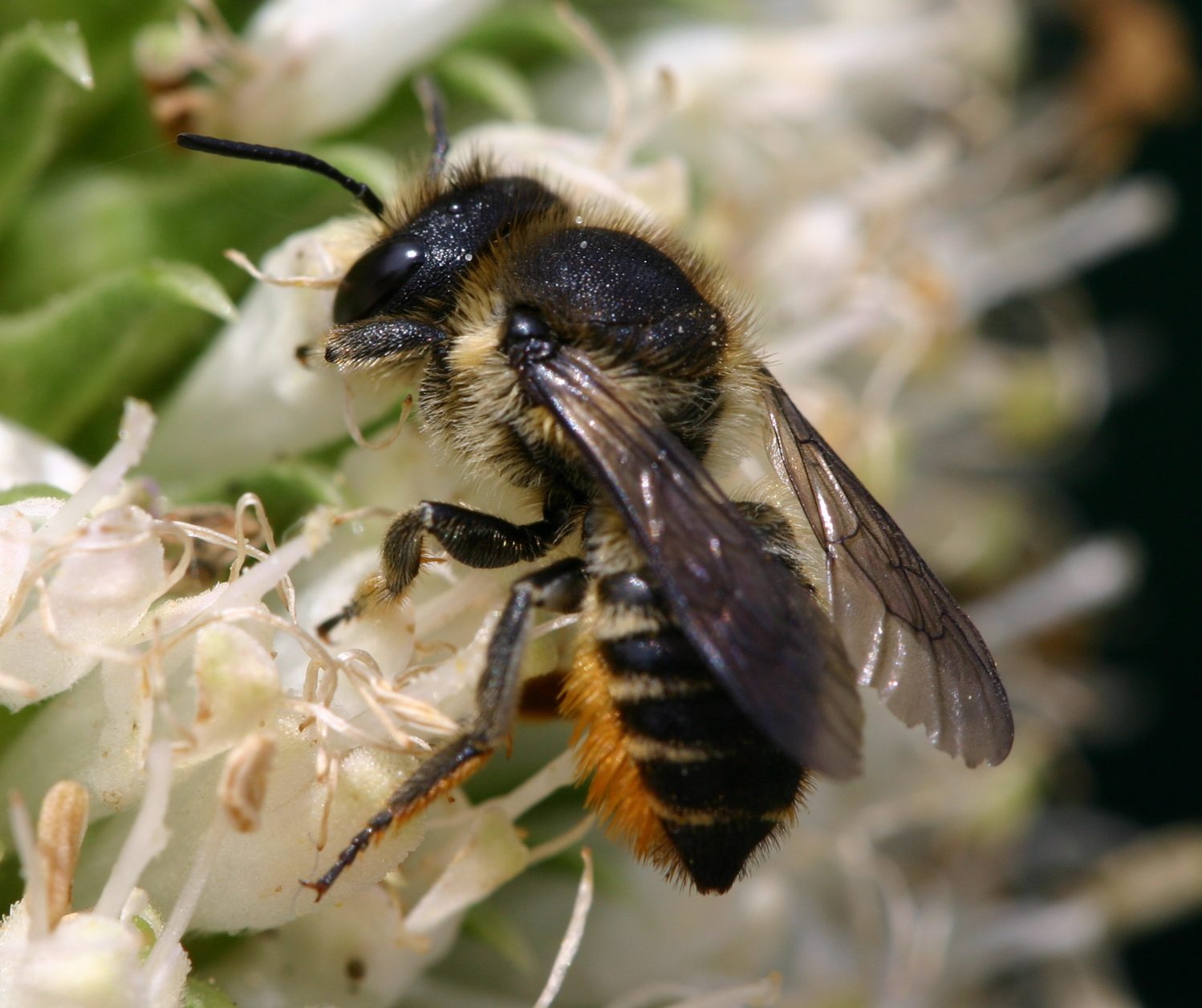 eudemis - Megachile (Megachile) centuncularis - réf. 20282 (1498 x 1256 pixels, 200 ko)