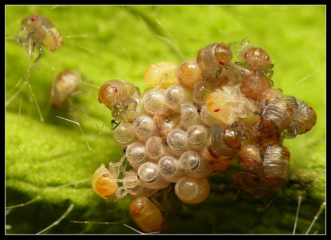 Réf. 20269 — INSECTA > Heteroptera > Pentatomidae > Dolycoris baccarum ...