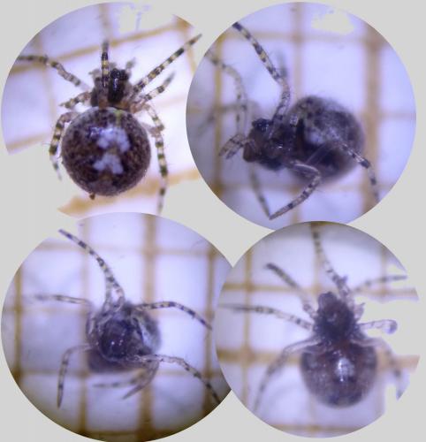 Theridion sp.