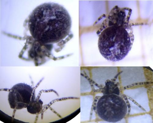 Theridion sp.