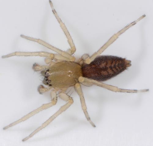 Clubiona comta