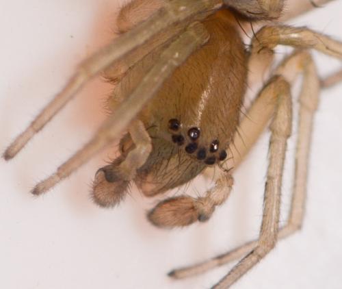 Clubiona comta