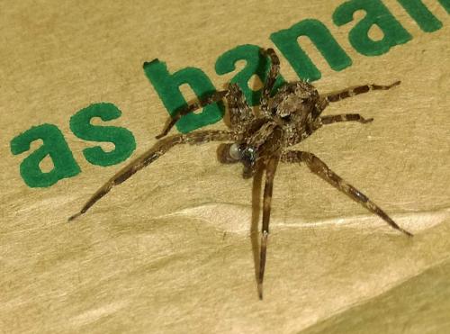 Acanthoctenus sp.