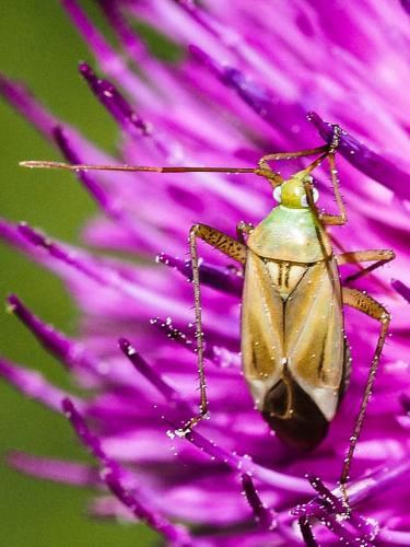 Réf. 200 905 : Adelphocoris sp.