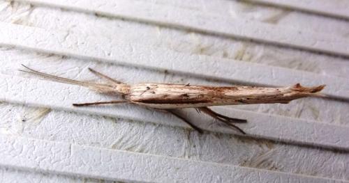 Réf. 200 777 : Ypsolopha mucronella