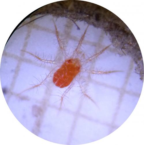 Erythracarus epigeus