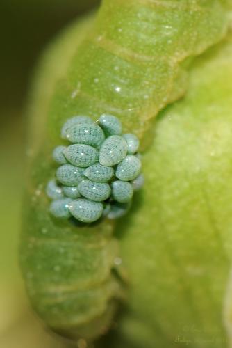 Réf. 200 546 : Euplectrus sp.