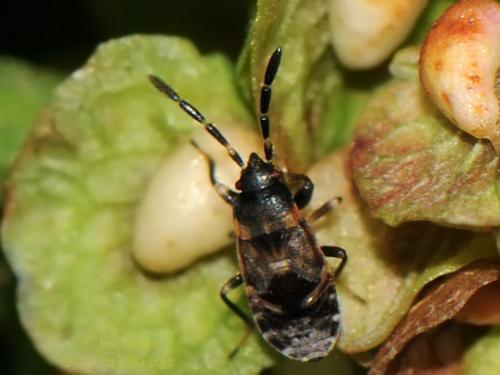 Scolopostethus decoratus