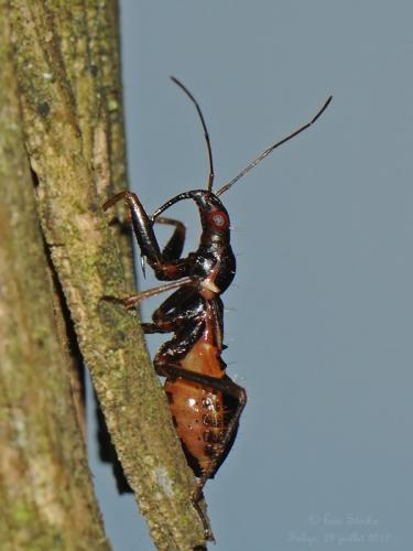 Réf. 200 464 : Himacerus mirmicoides