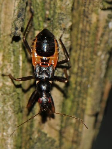 Réf. 200 465 : Himacerus mirmicoides