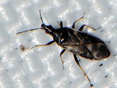 Temnostethus pusillus