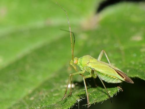 Réf. 200 454 : Calocoris affinis