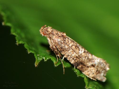 Acrolepia autumnitella