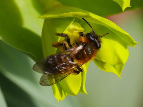 Andrena bicolor