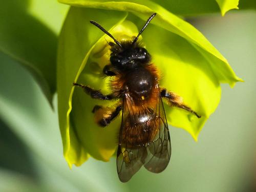 Réf. 200 104 : Andrena bicolor