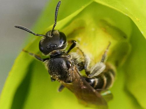 Lasioglossum sp.