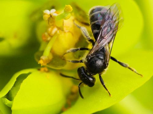 Lasioglossum sp.
