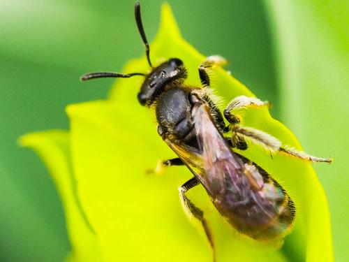 Lasioglossum sp.