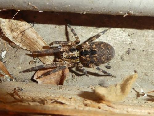 Zoropsis spinimana